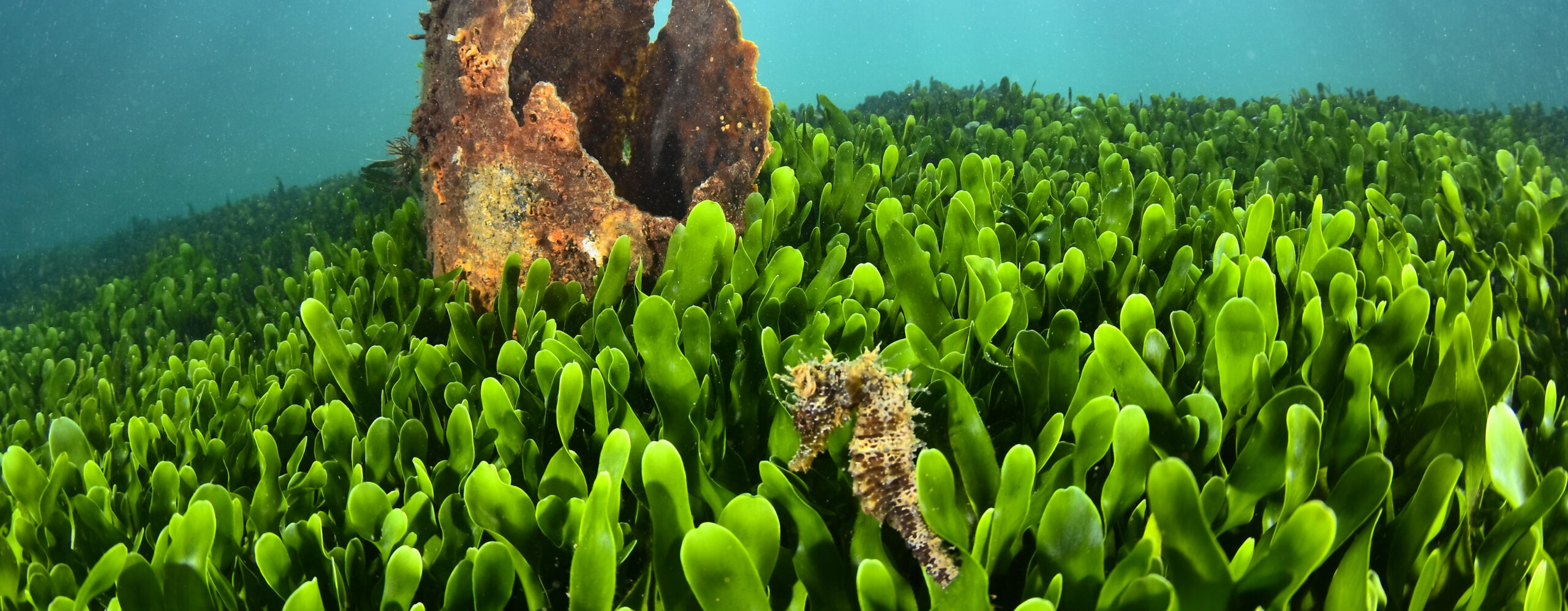 caballito de mar nadando entre algas