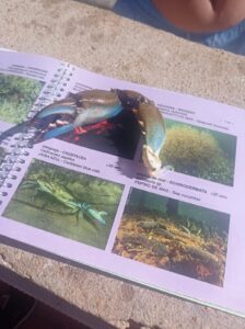 Proyecto Mar Menor Turismo y Buceo