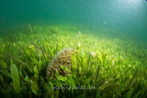 Pinna nobilis en el Mar Menor