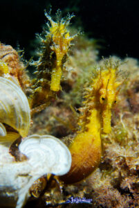 Caballito de mar alimentándose en su hábitat natural