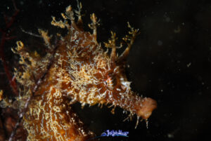 caballito de mar hippocampus hippocampus