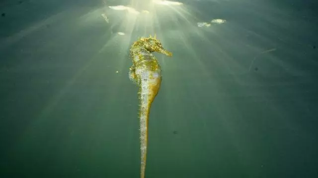 Los caballitos de mar y las nacras vuelven a dar señales esperanzadoras en el Mar Menor