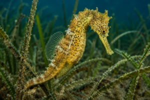 hippocampus guttulatus