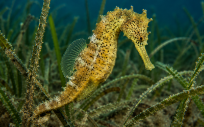 ¿Qué depredadores tiene el caballito de mar? Las amenazas naturales de Hippocampus guttulatus