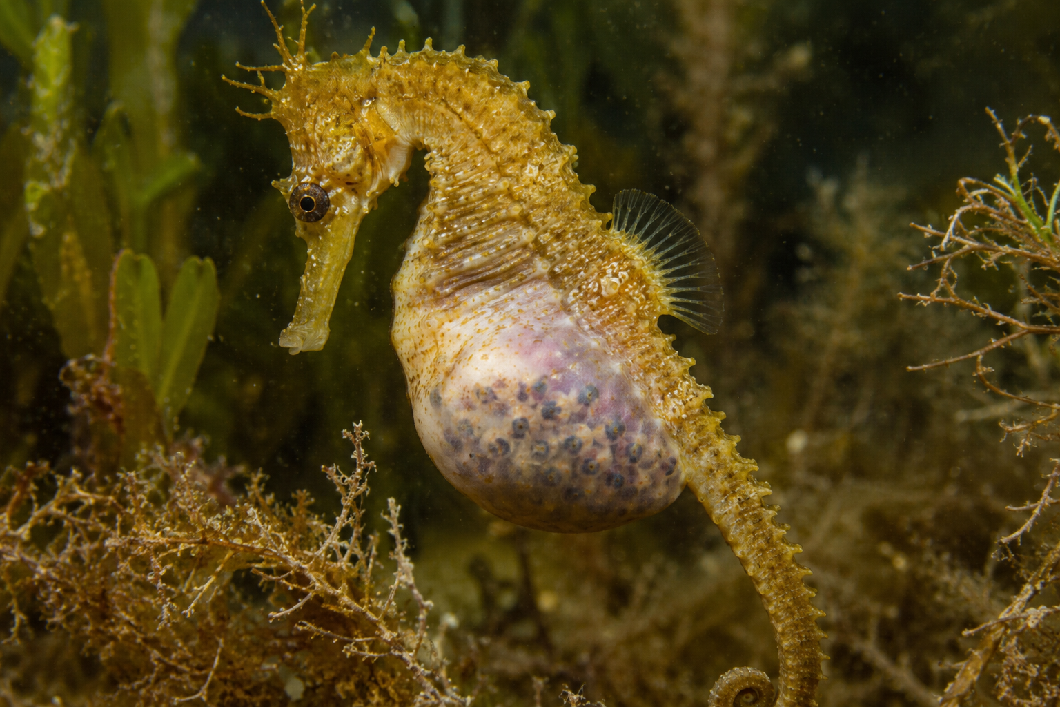 Hippocampus guttulatus macho embarazado con la bolsa incubadora