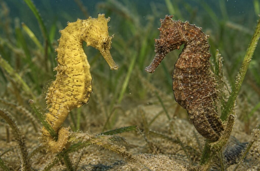 Dos ejemplares de Hippocampus guttulatus con diferente coloración