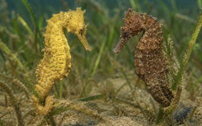 ¿Cómo cambia de color un caballito de mar? El camuflaje de Hippocampus guttulatus