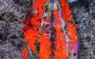 Arca de Noé (Arca noae): una especie del Mar Menor