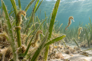 Crías de caballito de mar Hippocampus guttulatus entre vegetación marina