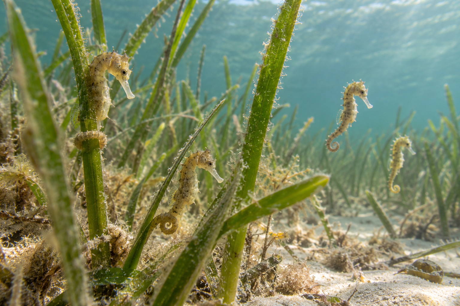 Crías de caballito de mar Hippocampus guttulatus entre vegetación marina