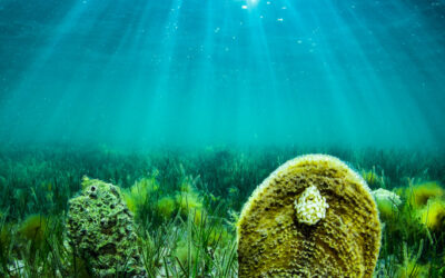 Nacra (Pinna nobilis): una especie singular del Mar Menor