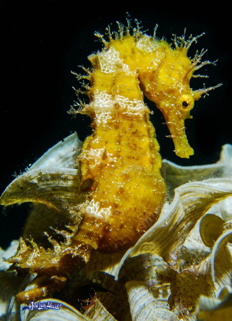 Casi 20 años bajo el mar para cambiar la historia de una especie: el caballito de mar ya es vulnerable en España