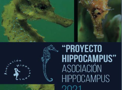 portada proyecto Hippocampus